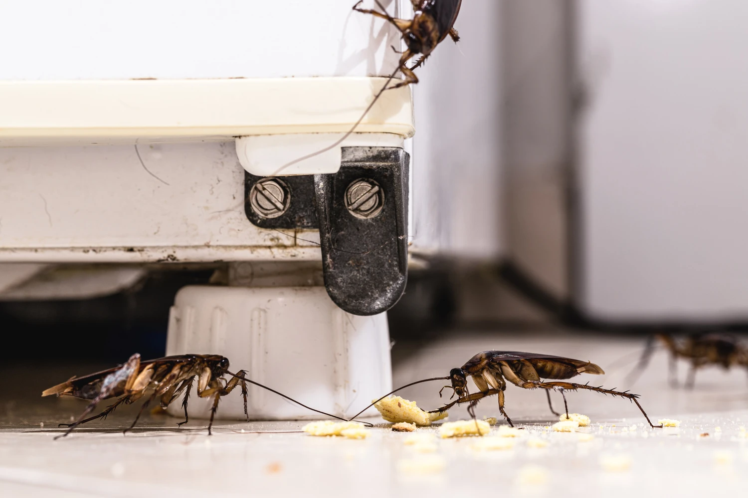 184367065_m (1) cockroach infestation inside a kitchen, dirt attracting insects indoors, urban pest