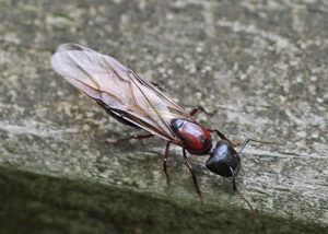 flying ant has pinched waist