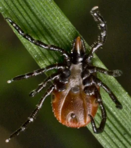 image of a blacklegged tick